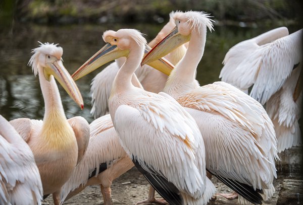 Mehrere Pelikane sind am 03.03.2021 im Tierpark Hellabrunn in München zu sehen. Foto: Marc Müller